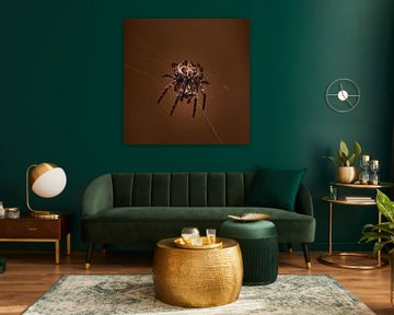 Spinne im Netz brauner Hintergrund von scott van maurik