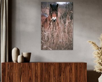 wild horse in nature reserve in beautiful earth tones
