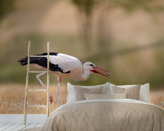 Aperçu de la chambre