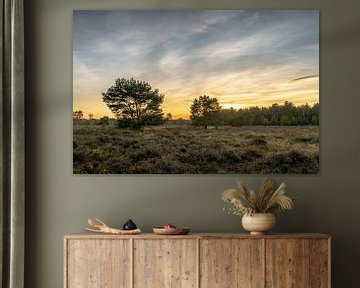 Planten Avondzon Natuurgebied Maashorst Uden Landschap van Marc van den Elzen