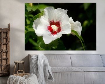 Hibiskusblüte (Hibiscus), Norddeutschland, Deutschland