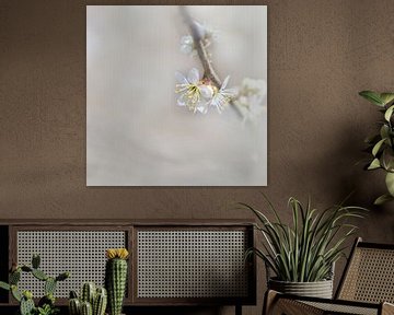 Fleur de printemps sur Ingrid Van Damme fotografie