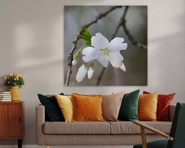 witte lentebloesem van Ingrid Van Damme fotografie