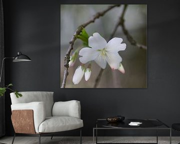 fleur blanche de printemps sur Ingrid Van Damme fotografie