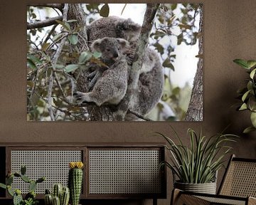 Un bébé koala et sa mère assis dans un arbre à gomme sur Magnetic Island, Queensland Australie sur Frank Fichtmüller