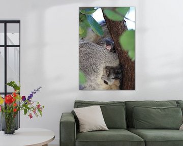 Een baby koala en moeder zittend in een gombomenboom op Magnetic Island, Queensland Australië van Frank Fichtmüller