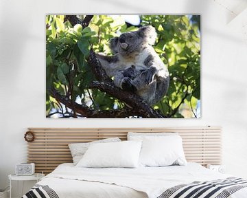 A baby koala and mother sitting in a gum tree on Magnetic Island, Queensland Australia by Frank Fichtmüller