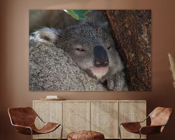 Un bébé koala et sa mère assis dans un arbre à gomme sur Magnetic Island, Queensland Australie