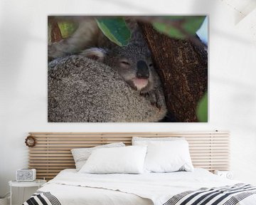 Un bébé koala et sa mère assis dans un arbre à gomme sur Magnetic Island, Queensland Australie