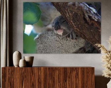 Un bébé koala et sa mère assis dans un arbre à gomme sur Magnetic Island, Queensland Australie