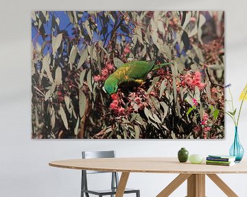 scaly-breasted lorikeet looking for forage queensland australia