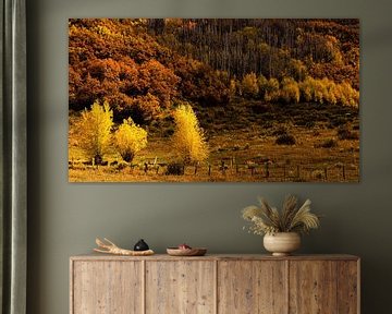 Kleurrijke espenbladeren Indian Summer Rocky Mountains Colorado USA van Dieter Walther