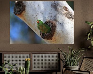 Lorikeet (Trichoglossus chlorolepidotus), queensl sur Frank Fichtmüller