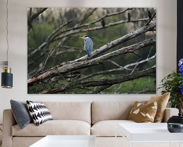 Blue heron, spied on by competition by Siem Clerx
