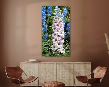 Hoher Rittersporn, Delphinium elatum