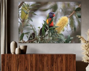 Rainbow Lorikeet, Queensland, Australie sur Frank Fichtmüller