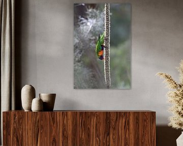 Rainbow Lorikeet, Queensland, Australie sur Frank Fichtmüller