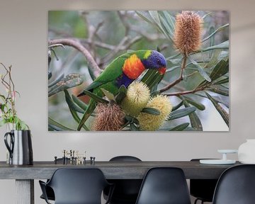 Regenboogparkiet, Queensland, Australië van Frank Fichtmüller