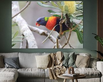 Regenboogparkiet, Queensland, Australië van Frank Fichtmüller