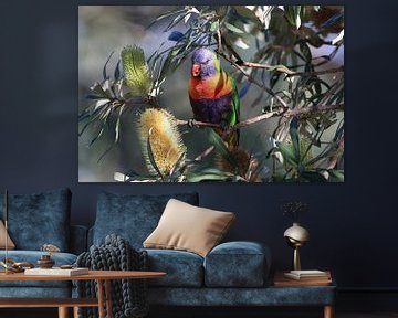 Rainbow Lorikeet, Queensland, Australie sur Frank Fichtmüller