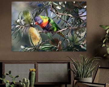 Regenboogparkiet, Queensland, Australië van Frank Fichtmüller