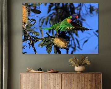 Regenboogparkiet, Queensland, Australië van Frank Fichtmüller