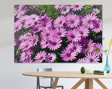 Lit de marguerites violettes sur Carolina Reina