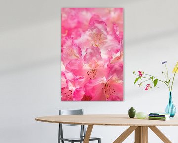 Pink rhododendron flower, close up, Germany by Torsten Krüger