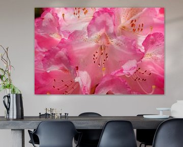 Pink rhododendron flower by Torsten Krüger