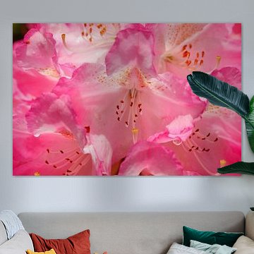 Pink rhododendron flower