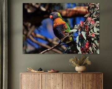 Regenbooglori, in de natuurlijke habitat, Queensland, Australië van Frank Fichtmüller