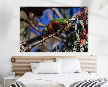 Rainbow Lorikeet,in the natural habitat, Queensland, Australia