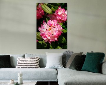 Pink rhododendron flower, close up, Germany by Torsten Krüger