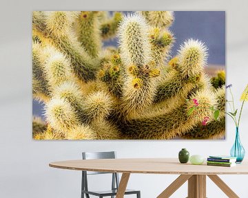 Details Teddy Bear Cholla in Joshua Tree National Park California USA by Dieter Walther