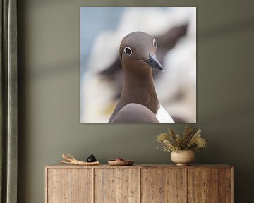 Vogels | Zeekoet portret - Farne eilanden