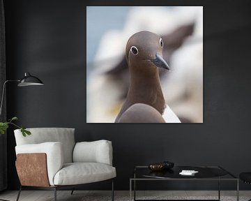 Vögel - Trottellumme Porträt Farne-Inseln von Servan Ott