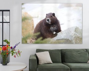 Vancouver Island Marmot , Marmota vancouverensis, Mount Washington , Vancouver Island, BC, Canada by Frank Fichtmüller