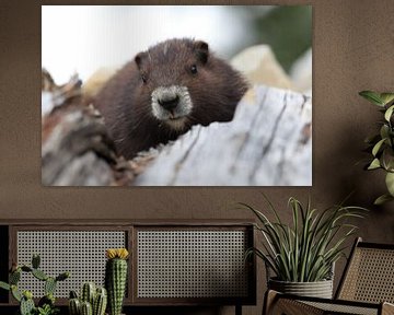 Vancouver Eiland Marmot, Marmota vancouverensis, Mount Washington, Vancouver Eiland, BC, Canada van Frank Fichtmüller