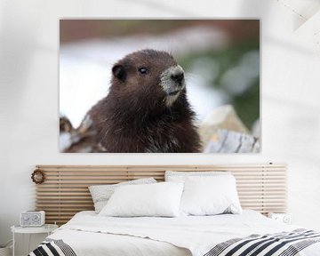 Vancouver Island Marmot , Marmota vancouverensis, Mount Washington , Vancouver Island, BC, Canada by Frank Fichtmüller