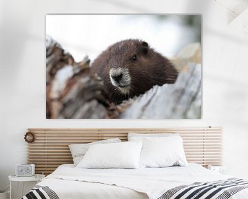 Vancouver Island Marmot , Marmota vancouverensis, Mount Washington , Vancouver Island, BC, Canada by Frank Fichtmüller