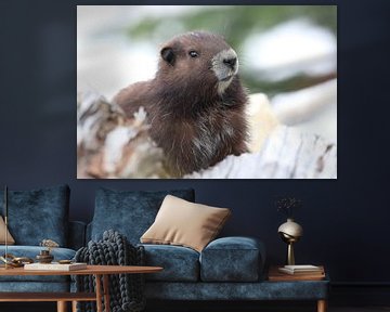 Vancouver Island Marmot , Marmota vancouverensis, Mount Washington , Vancouver Island, BC, Canada by Frank Fichtmüller