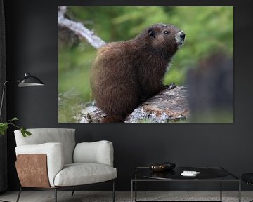 Vancouver Eiland Marmot, Marmota vancouverensis, Mount Washington, Vancouver Eiland, BC, Canada van Frank Fichtmüller