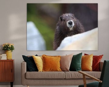 Marmot de l'île de Vancouver , Marmota vancouverensis, Mount Washington , Vancouver Island, BC, Cana sur Frank Fichtmüller