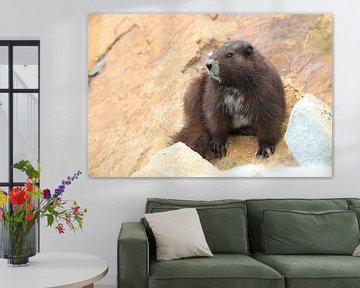 Vancouver Eiland Marmot, Marmota vancouverensis, Mount Washington, Vancouver Eiland, BC, Canada van Frank Fichtmüller