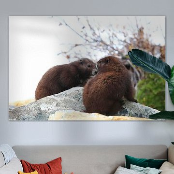 Vancouver Island Marmot, Marmota vancouverensis,Mount Washington