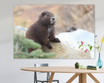 Marmot van Vancouver Eiland, Marmota vancouverensis, Mount Washington, in de natuurlijke habitat, Va van Frank Fichtmüller