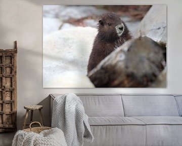 Marmot van Vancouver Eiland, Marmota vancouverensis, Mount Washington, in de natuurlijke habitat, Va van Frank Fichtmüller