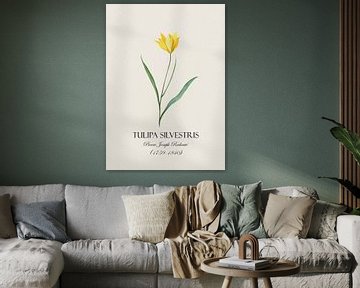 Redoubt Tulip van Andrea Haase