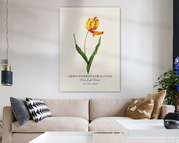 Redoubt tulip