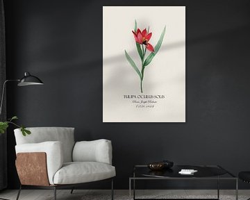 Redoubt Tulip van Andrea Haase